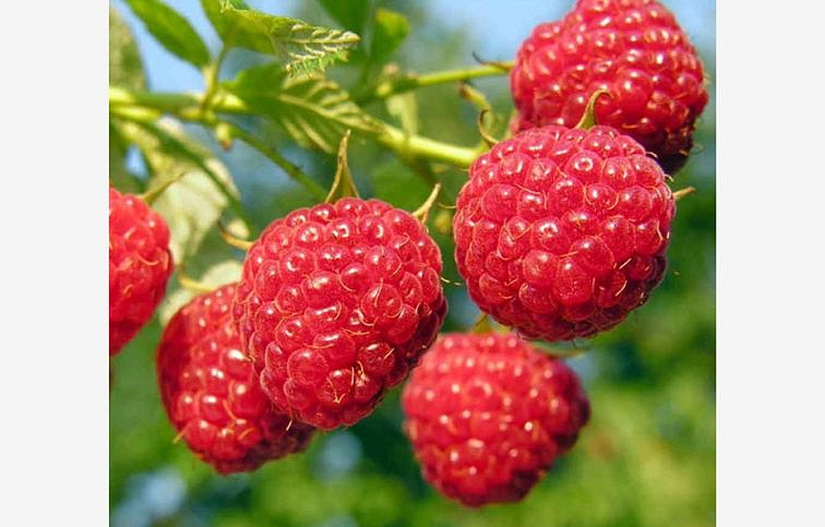 Malina červená Willamette 20-30 cm, kont. 1 l