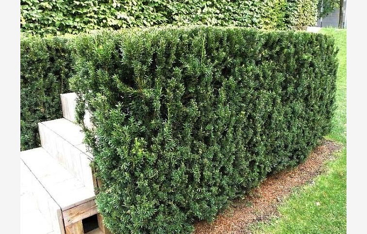 Tis prostredný Hillii 25-35 cm, p13