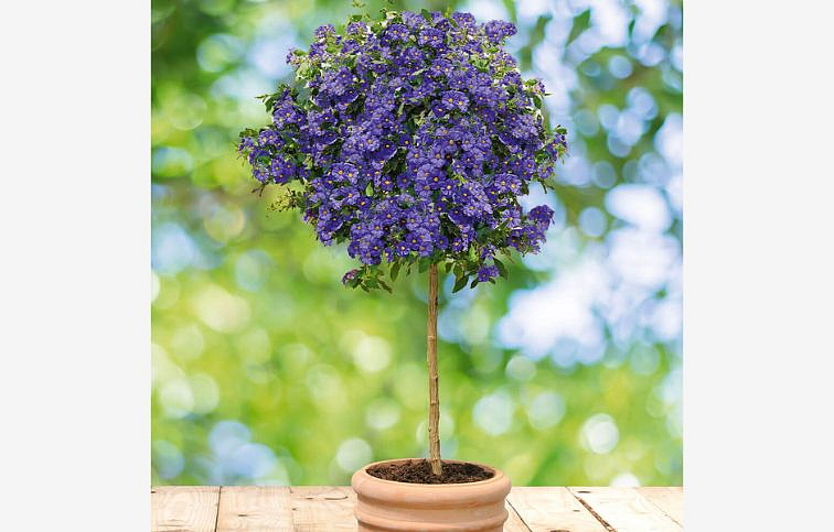 Enciánový stromček Blue Fountain na kmienku 60-70 cm, kont. p19