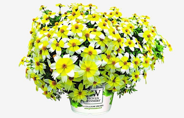 Dvojzub Spicy Electric White - Bidens, kont. 0,5 l