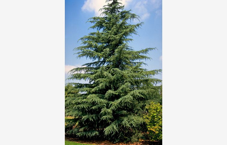 Céder himalájsky 60-75cm, kont. 3 l