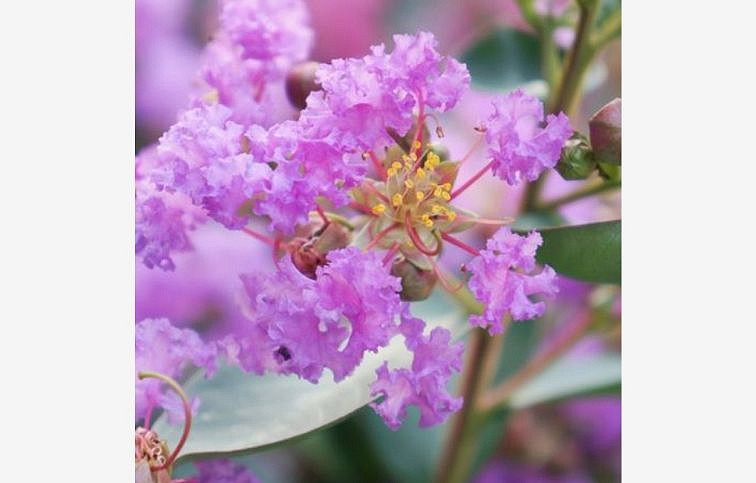 Myrta krepová With Love Eternal - Lagerstroemia indica kont. 2 l