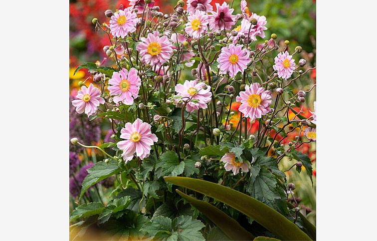 Veternica hybridná Garden Breeze Whirlwind Pink - Anemone, kont. 0,5 l