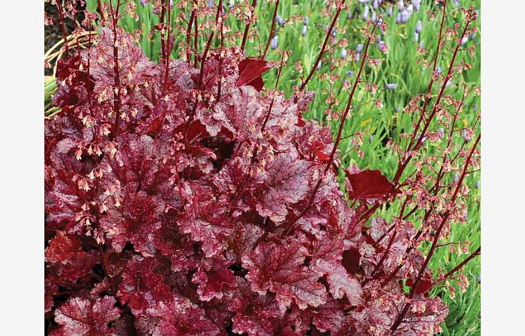 Heuchera Berry Marmalade, kont. 0,5 l