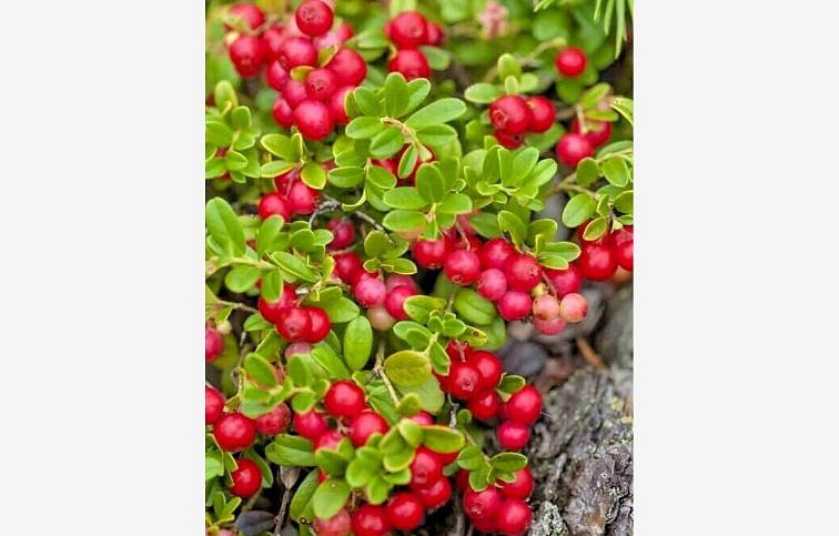 Brusnica veľkoplodá Stevens - Vaccinium macrocarpon kont. 1,5 l