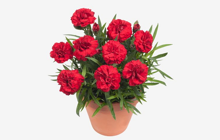 Klinček Dinamic Red Improved - Dianthus, kont. 0,5 l