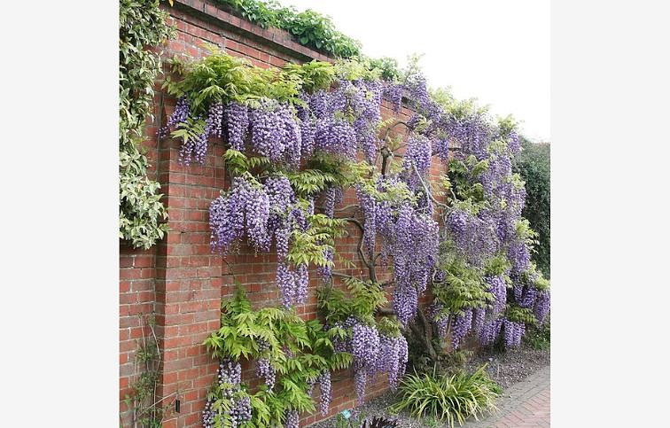 Vistéria kvetnatá BLACK DRAGON 150-200 cm, kont. 3 l