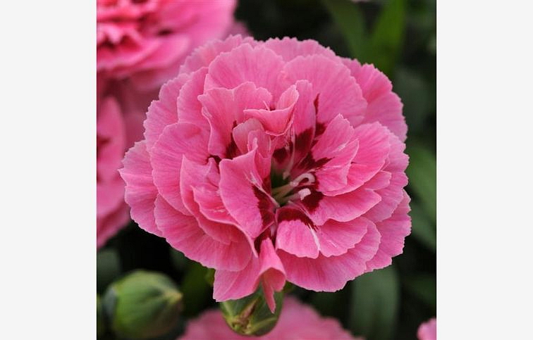 Klinček Oscar Pink Purple, kont. p9