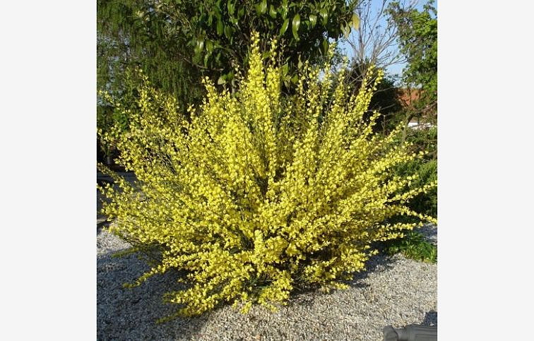 Zanoväť Allgold 30-40 cm - Cytisus, kont.p14