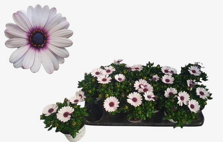 Africká sedmokráska White and Black - Osteospermum, kont. p10,5