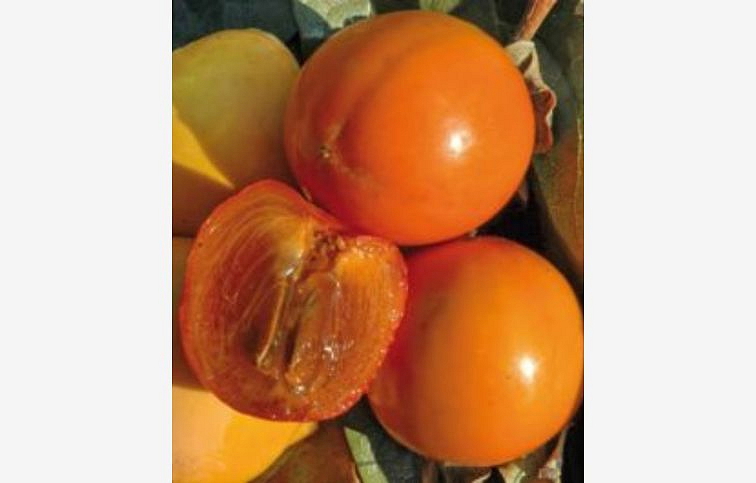 Hurmikaki Cioccolatino na 80-90cm kmeni, v. 220-240cm, obvod kmeňa 16-18cm, kont. 80 l