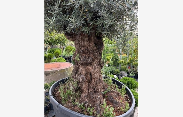 Olivovník európsky bonsaj, obvod kmeňa 130-140cm, výška cca 250cm