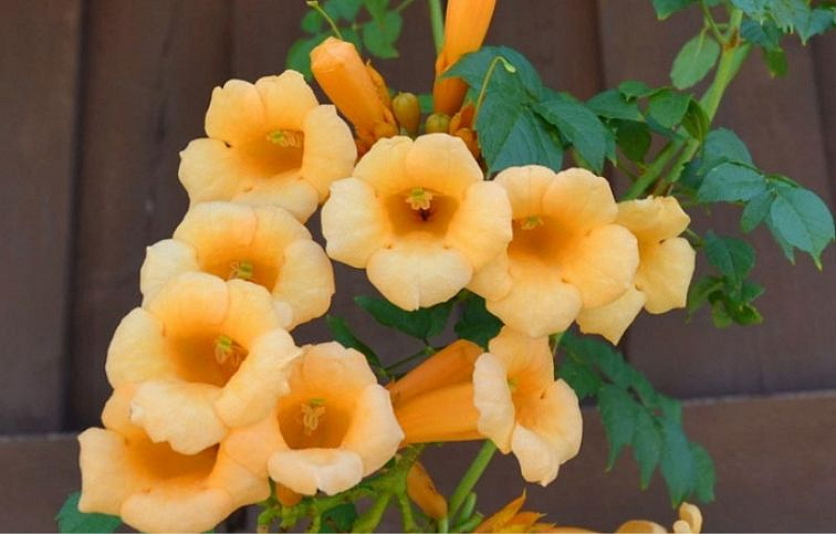 Trúbkovec koreňujúci Flava 150-175 cm, kont. 3 l