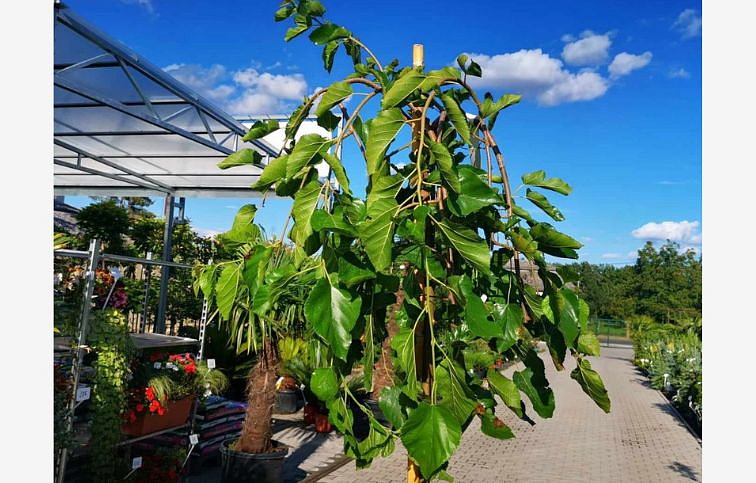 Moruša biela Pendula na kmienku, výška 200-220 cm, obvod kmeňa 8-10cm, kont. 15-18 l