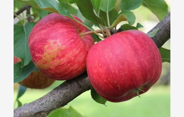 Jabloň Royal Gala na cca 100cm kmeni, výška 150-170cm, obv. km. 6-8cm, kont. 10 l