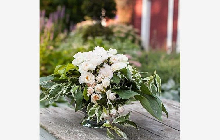 Ruža kríková Easy Elegance Champagne Wishes - Rosa, kont. 2 l