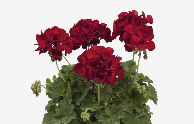 Muškát medzidruhový Cassiopeia - Pelargonium, kont. 0,7 l