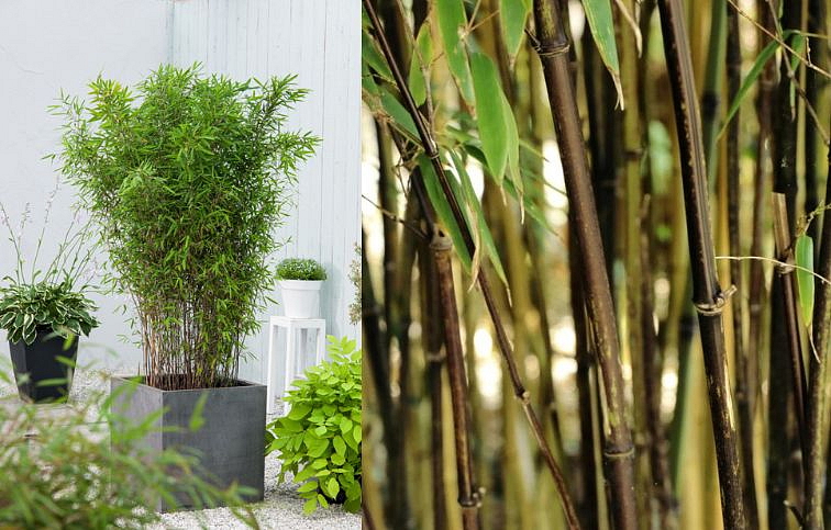 Bambus lesklý Black Pearl 40-60cm - Fargesia nititda, kont. p17