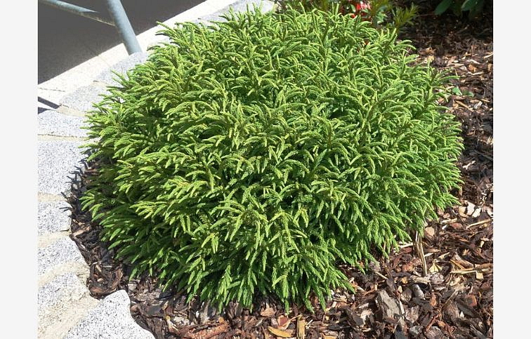 Kryptoméria japonská Little Champion cca 20 cm, kont. C2,5
