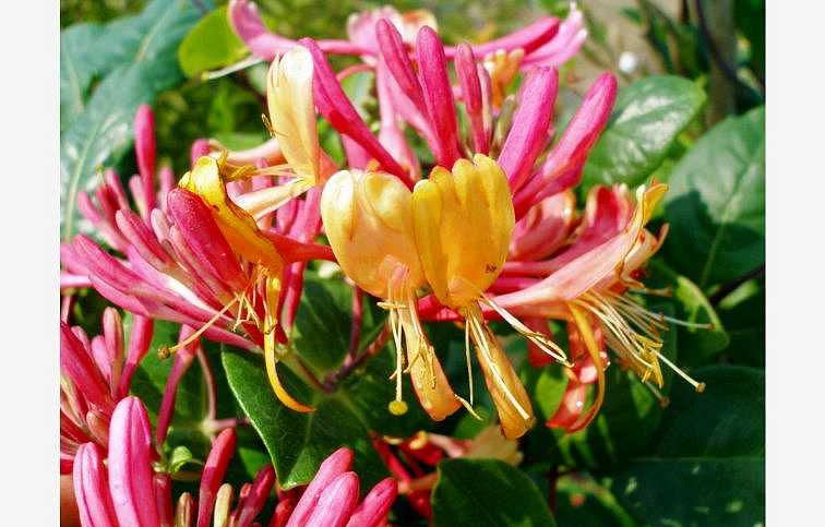 Zemolez heckrotov Goldflame 30-60cm - Lonicera heckrottii kont. 1,5 l