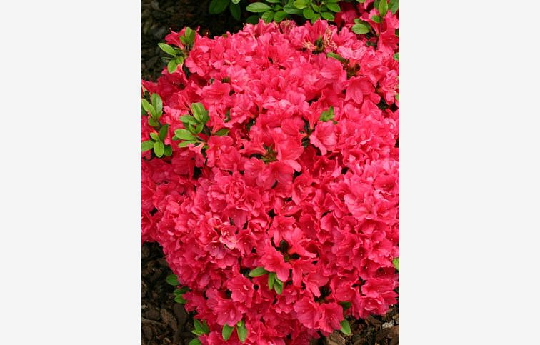 Azalka japonská Canzonetta 10-20cm - Azalea japonica kont. 2 l