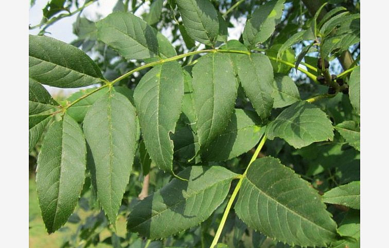 Jaseň štíhly na kmienku, výška 300-400 cm, obvod kmeňa 8-10 cm, kont. 30 l