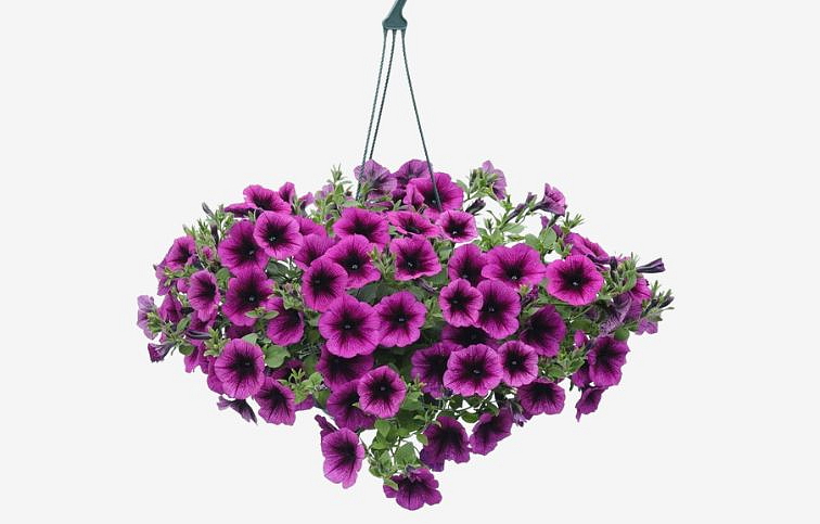 Petúnia Veranda Orchid, kont. 0,5 l