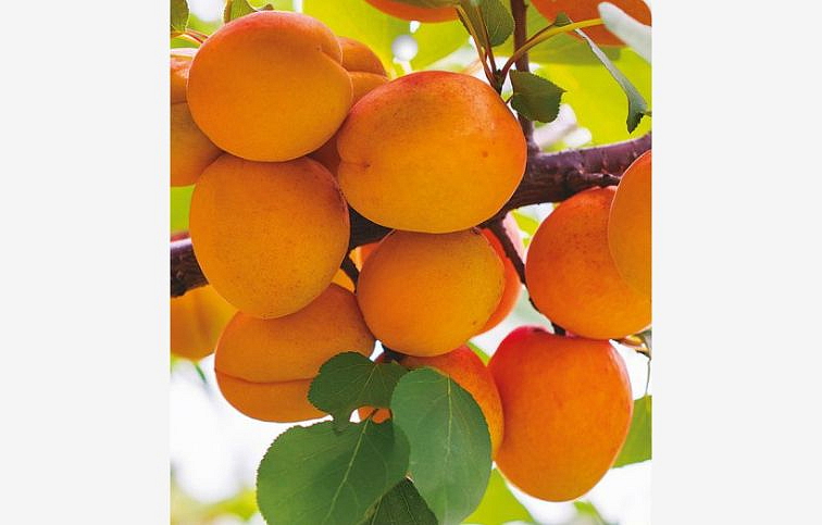 Marhuľa Velita, podpník myrobalán, voľnok.