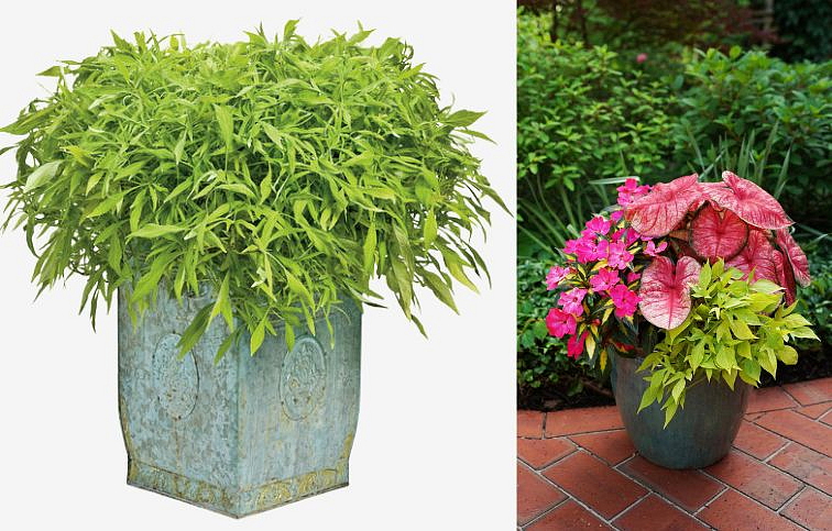 Povojník batatový Illusion Emerald Lace - Ipomea, kont. 0,5 l