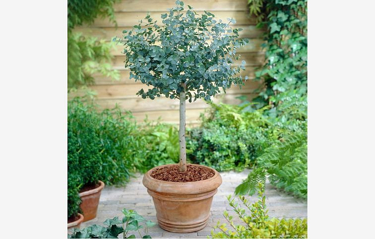 Eukalyptus gunnii na kmienku, výška 70-90 cm, kont. 7 l