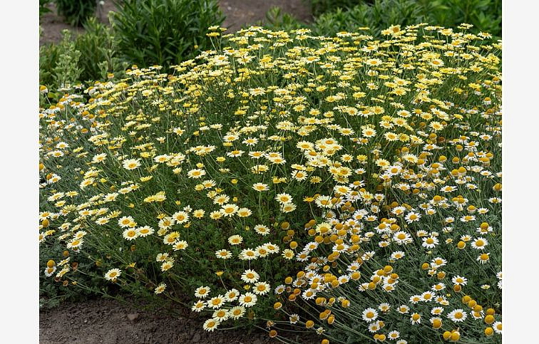 Rumanovec E.C. Buxton - Anthemis, kont. 0,5 l