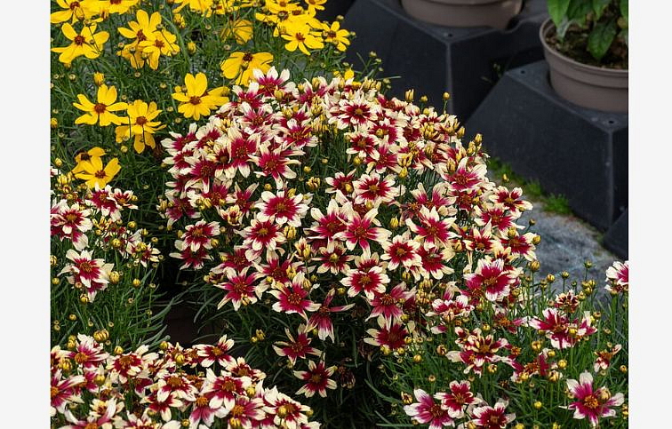 Krásnoočko Sunstar Rose - Coreopsis Verticillata, kont. 0,5 l