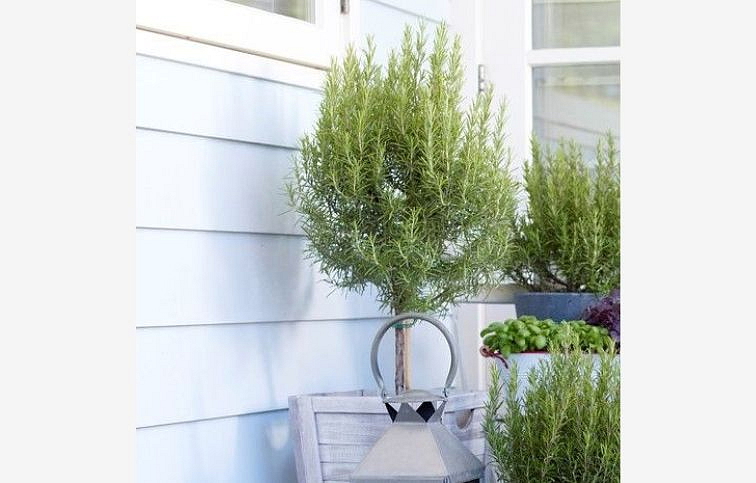 Rozmarín lekársky na kmienku 50-60 cm - Rosmarinus, kont. p14