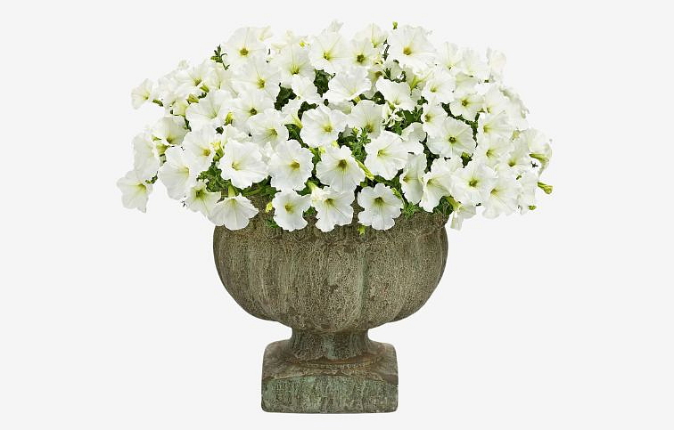 Petúnia Veranda White 2022, kont. 0,5 l