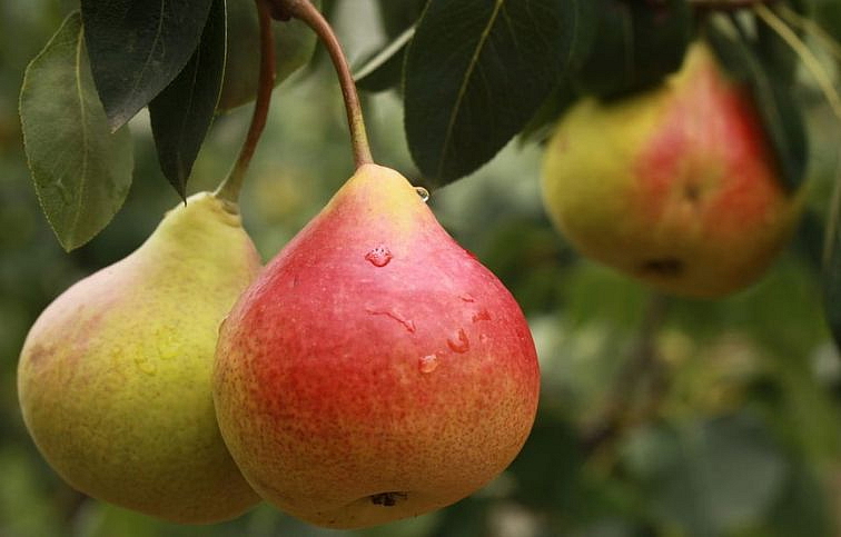 Hruška Bera Hardy, podp. Kaukazská hruška, voľnok.
