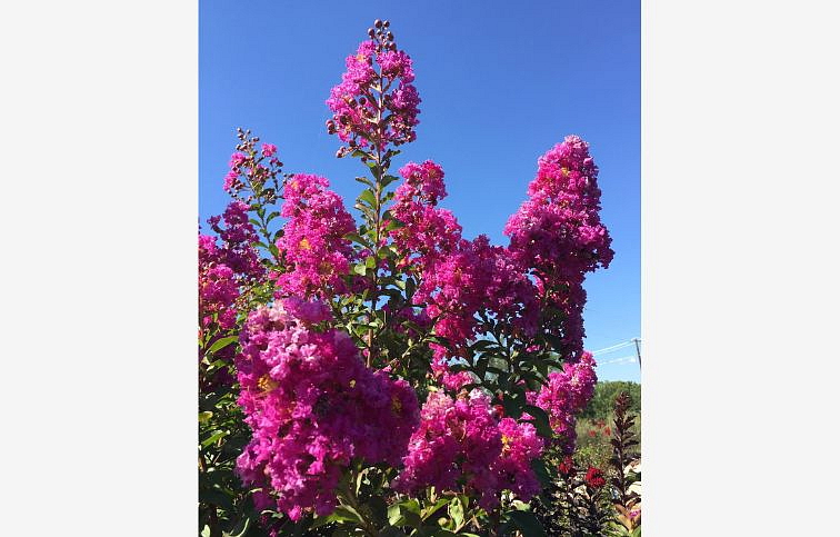 Myrta krepová ROSEA GRASSI na 80-100cm kmienku, výška 130-170 cm, kont. 10 l