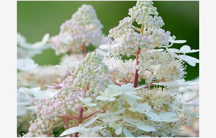 Hortenzia metlinatá Early Harry na kmienku 70-90cm, kont. 3 l