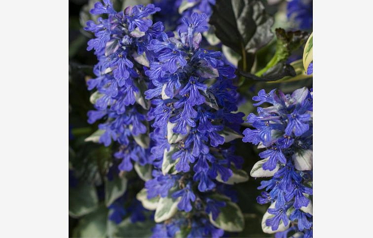 Zbehovec plazivý Burgundy Glow - Ajuga, kont. 0,5 l