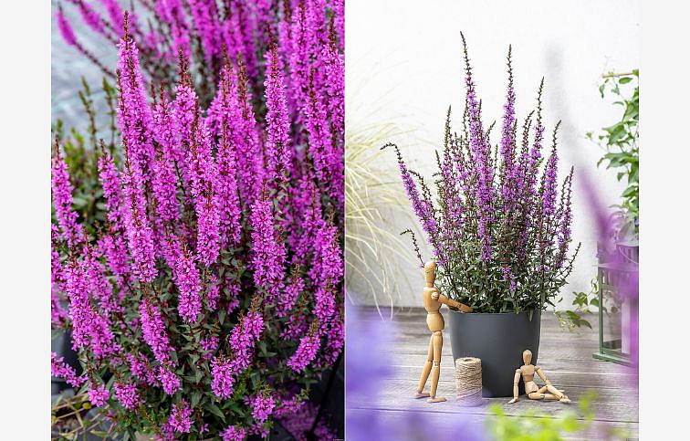 Vrbica Luminara Lilac - Lythrum, kont. 1 l