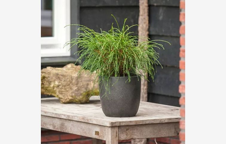 Tuja riasnatá Whipcord 20-30 cm, kont. 2 l