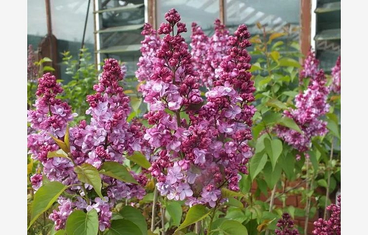 Orgován obyčajný Prince Wolkonski 30-60 cm, kont. 3-4 l