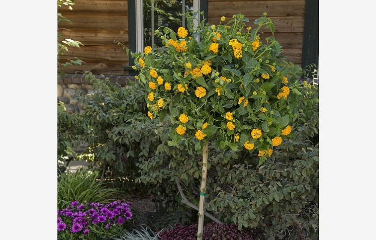 Lantana Yellow na kmienku, výška 60-70cm, kont. p19