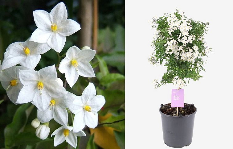 Ľuľok jazmínokvetý na kmienku 60-70cm, kont. p19