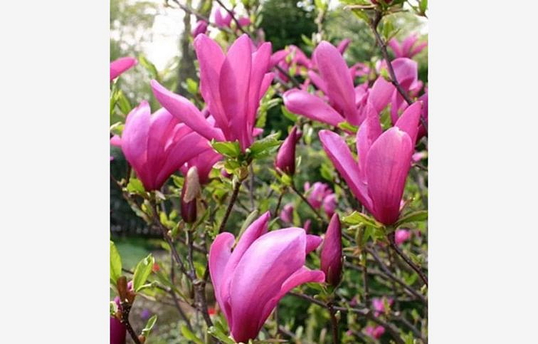 Magnólia Susan na 80-90cm kmienku, výška 140-160cm, kont. 15 l
