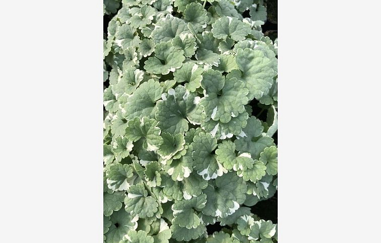 Zádušník brečtanovitý Variegata - Glechoma, kont. 0,5 l