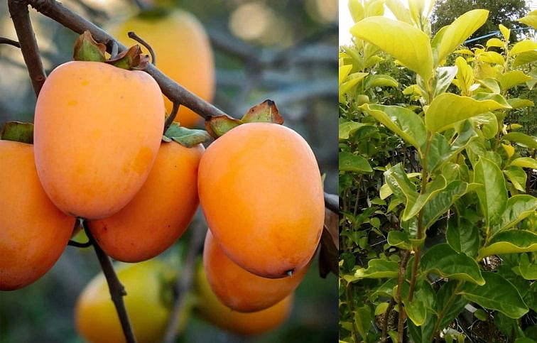 Hurmikaki Chioccolatino 140-180 cm, kont. 2 l