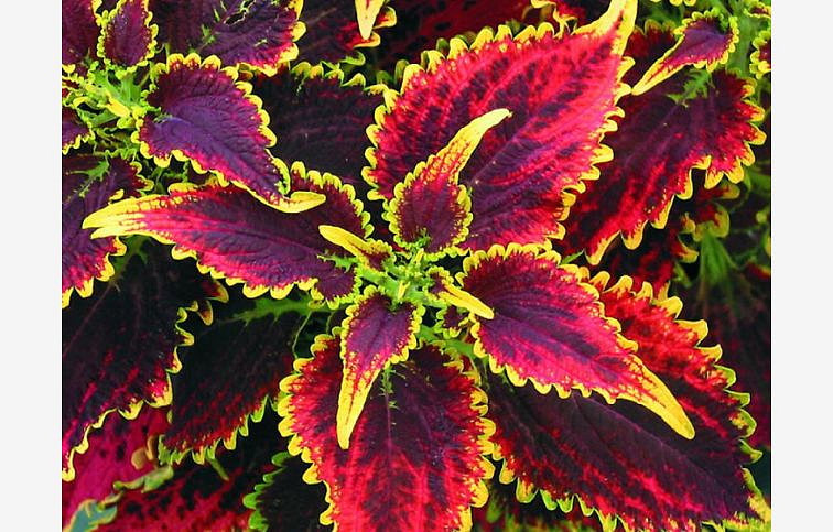 Koleus Sky Fire - Coleus, kont. 0,5 l