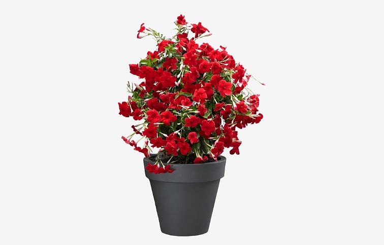 Mandevila Sundaville Grand Red - Dipladenia, kont. 0,7 l