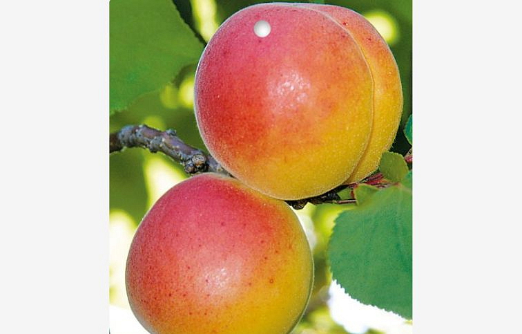 Marhuľa Veľkopavlovická, podpník myrobalán, voľnok.