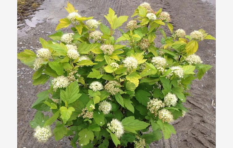 Tavoľa kalinolistá Darts Gold 20-40cm - Physocarpus opulifolius kont. 2 l
